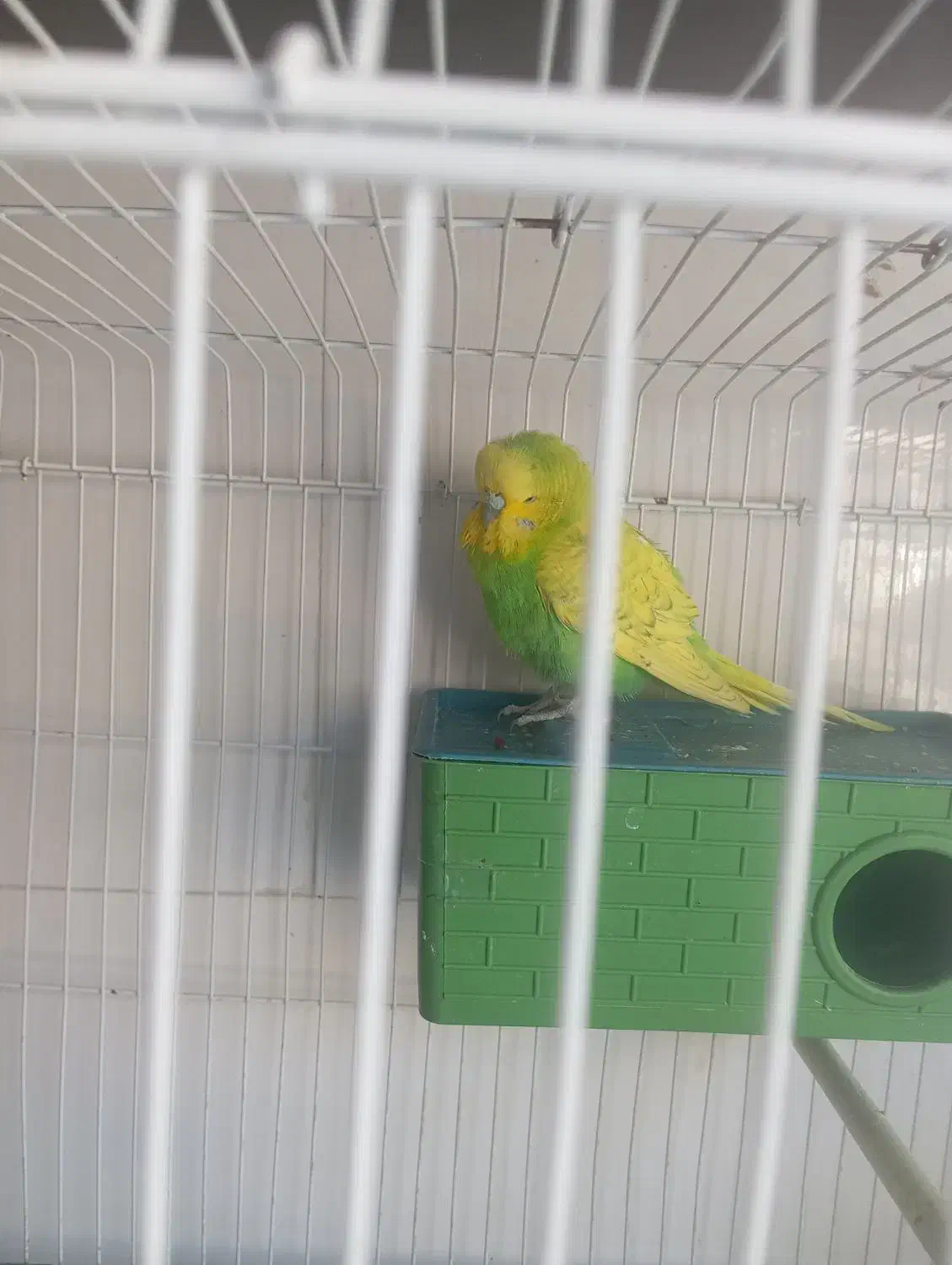 مرغ عشق انگلیسی|پرنده|شیراز, سعدیه شمالی|دیوار