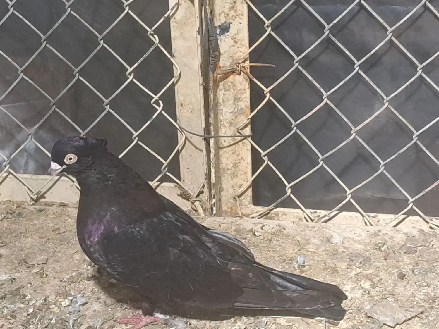 ماهشهر|پرنده|چمران, |دیوار