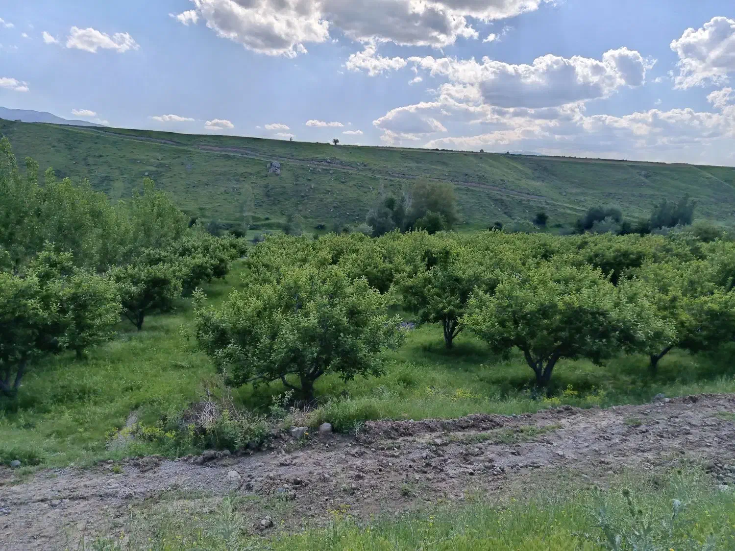 باغ سیب|فروش زمین و ملک کلنگی|مشگین شهر, |دیوار