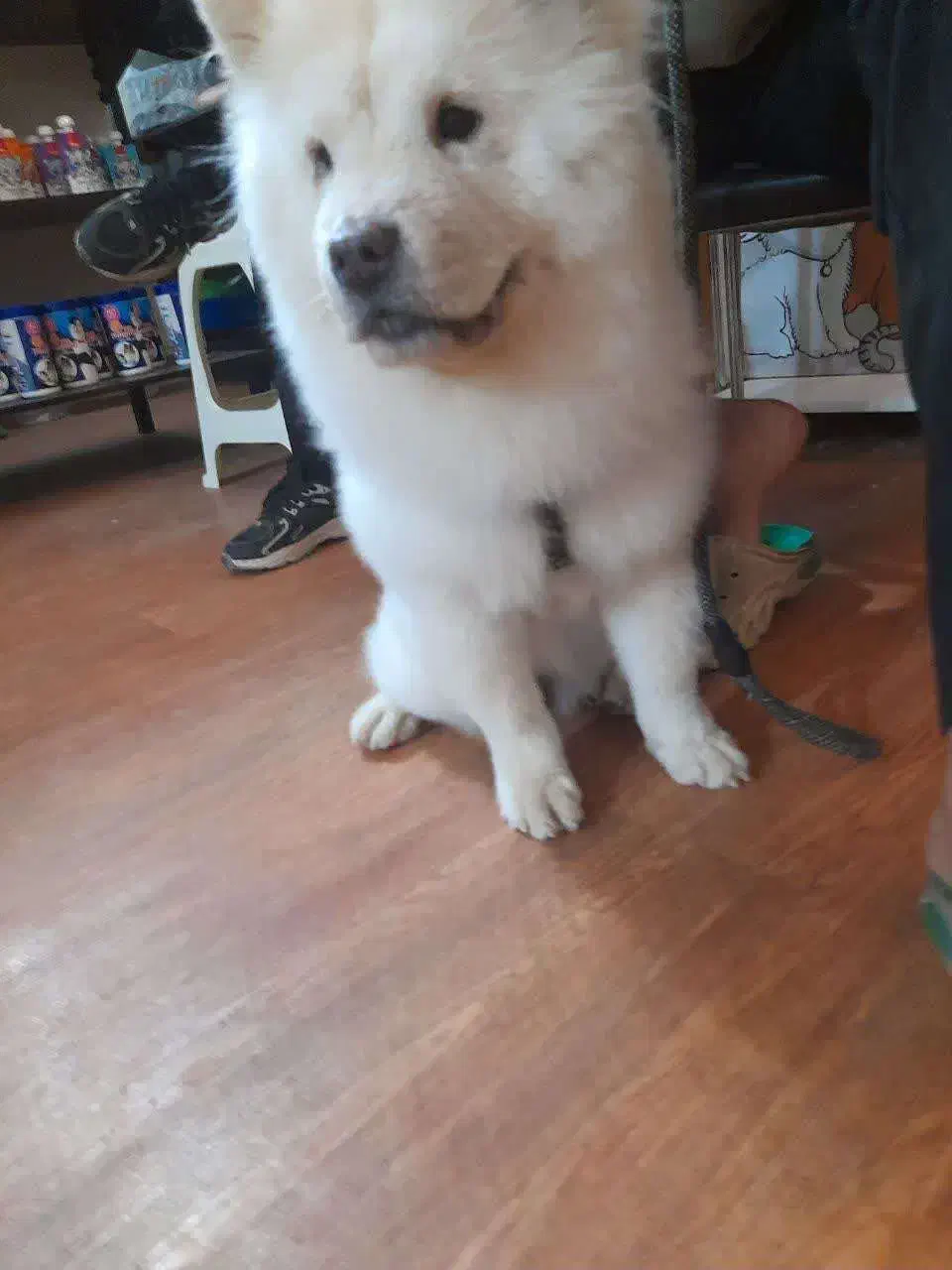 سگ چاو چاو|سگ|یزد, |دیوار