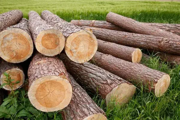خرید چوب و درخت|خدمات باغبانی و درختکاری|دهگلان, |دیوار