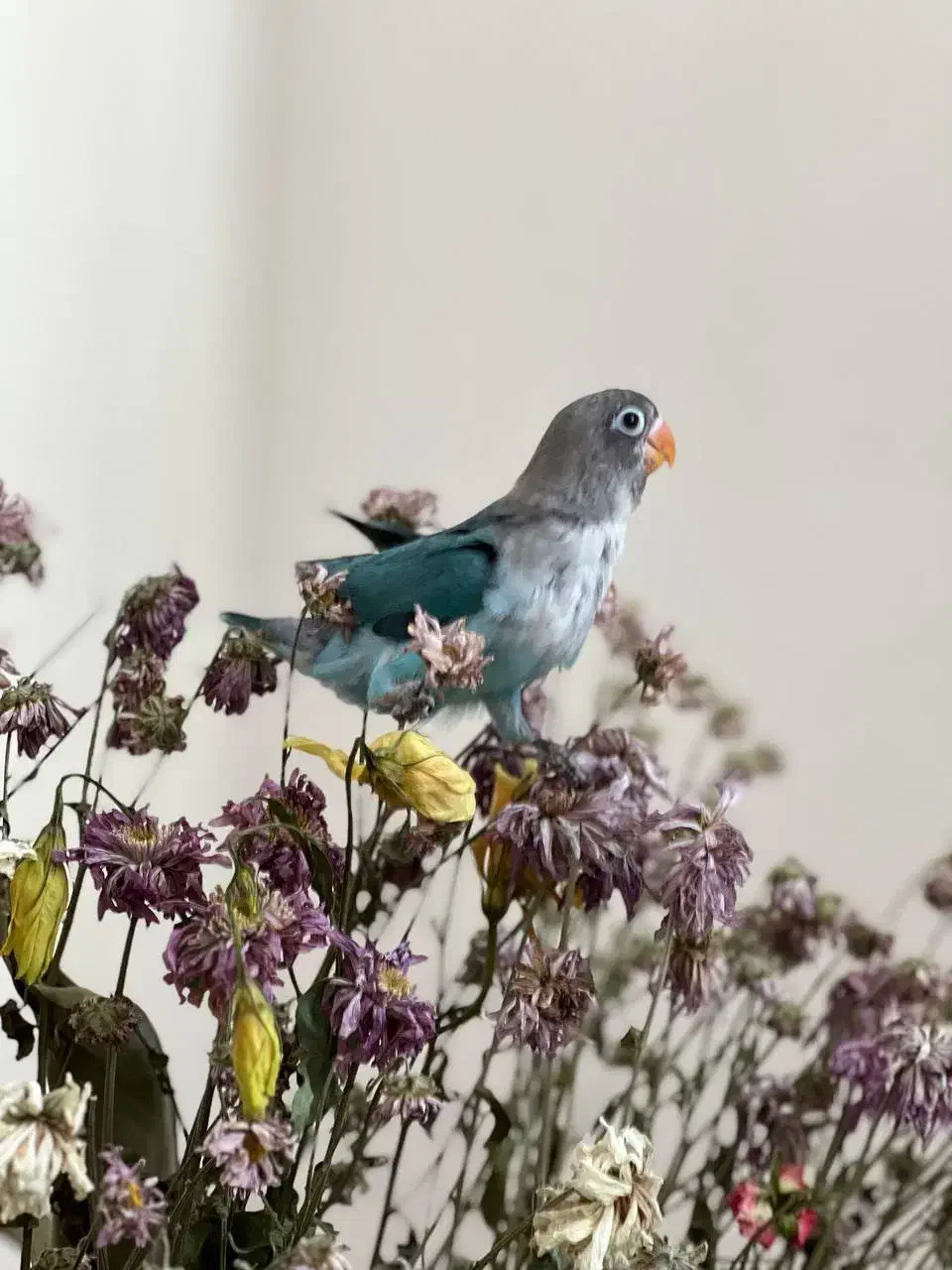 طوطی برزیلی|پرنده|چهارباغ, |دیوار