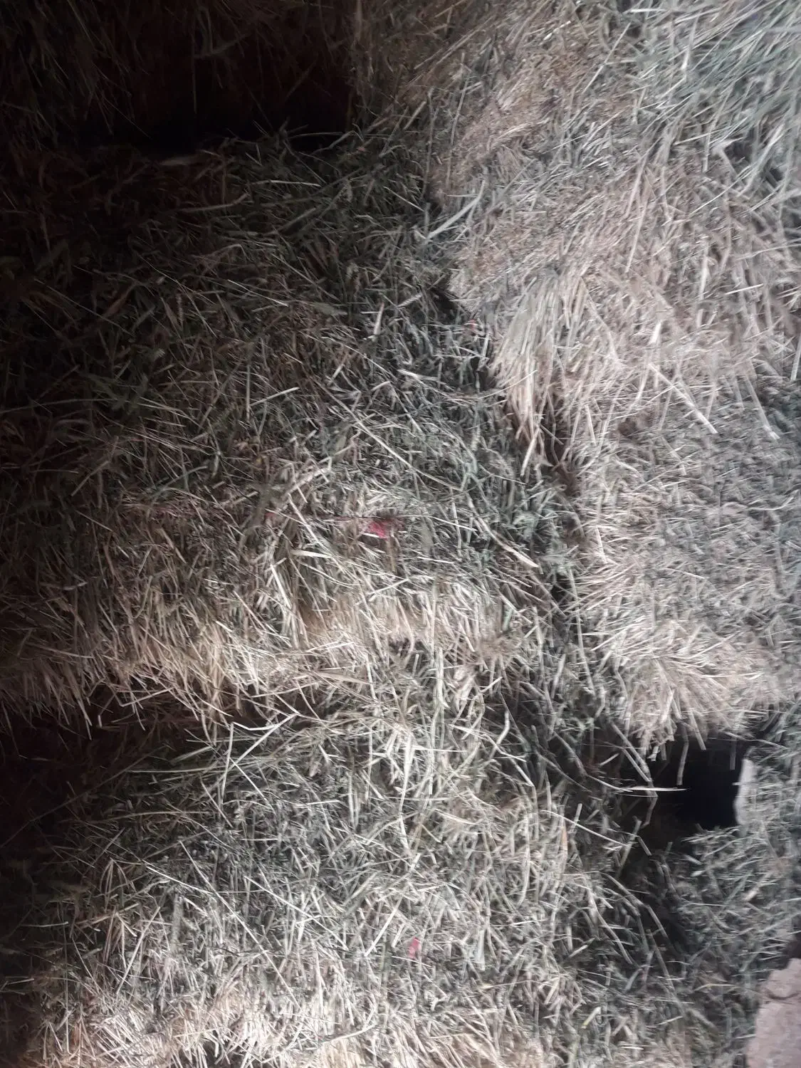 ۱۰۰ عدد یونجه اول چین علفدار|حیوانات مزرعه|دشتابی, |دیوار