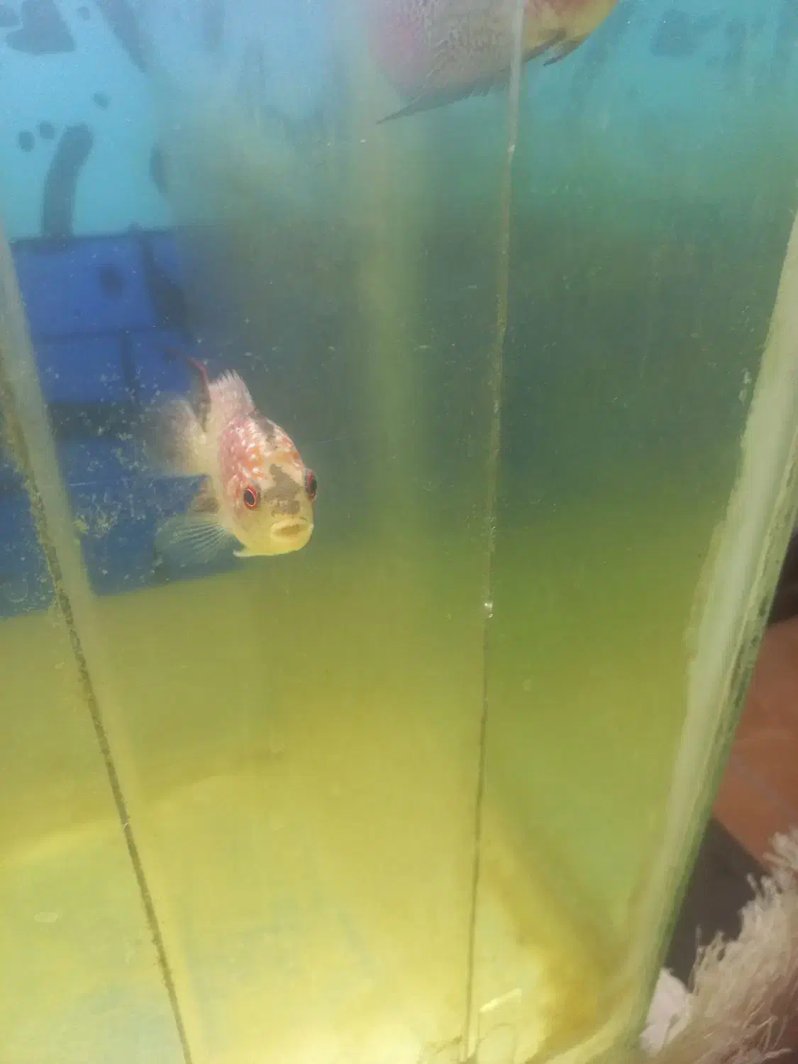 فلاور|ماهی|قم, پردیسان|دیوار