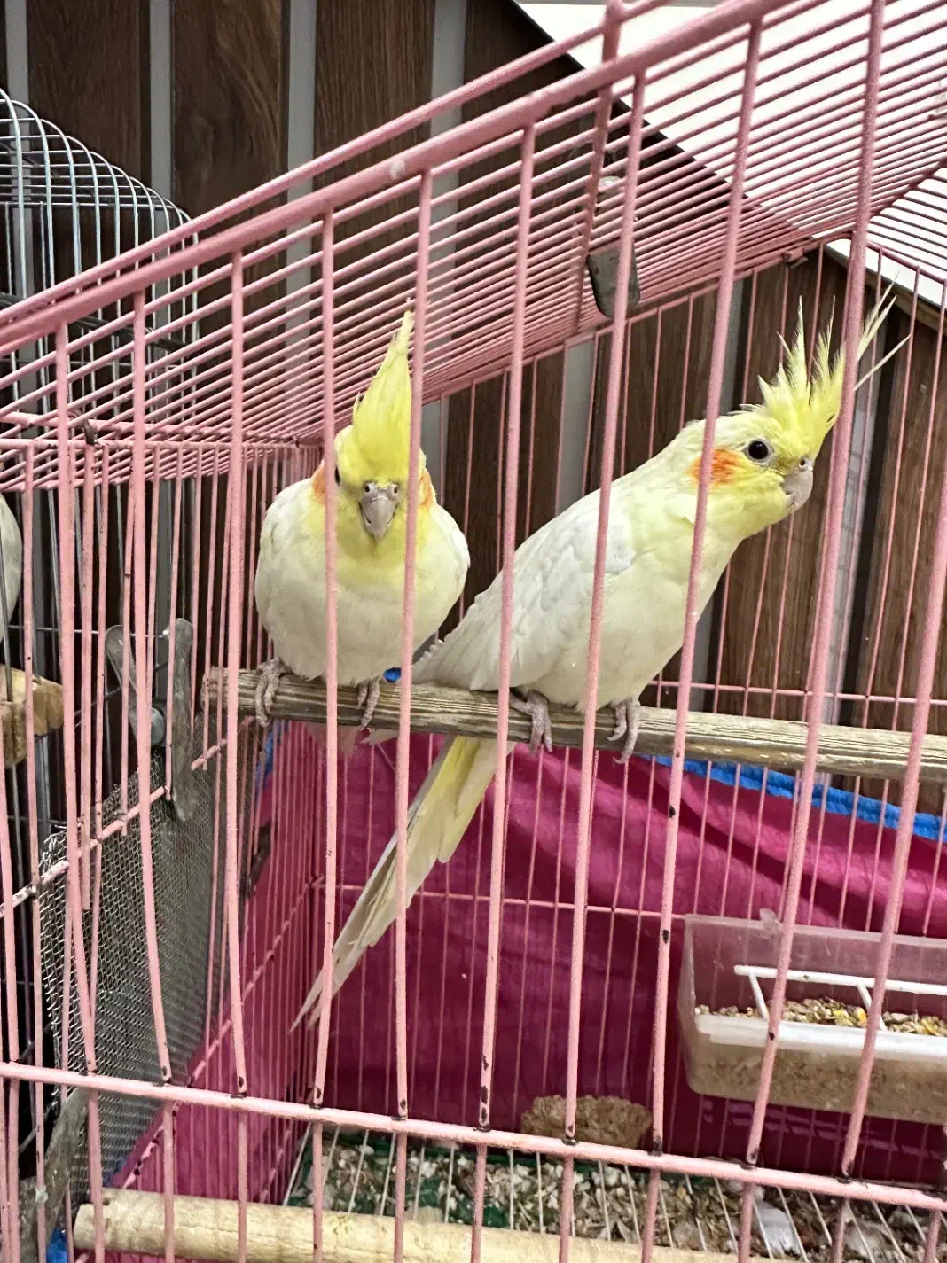 فروش یک جفت مولد لوتینو و یک جوجه کاملا دستی|پرنده|صدرا-فارس, فاز ۱|دیوار