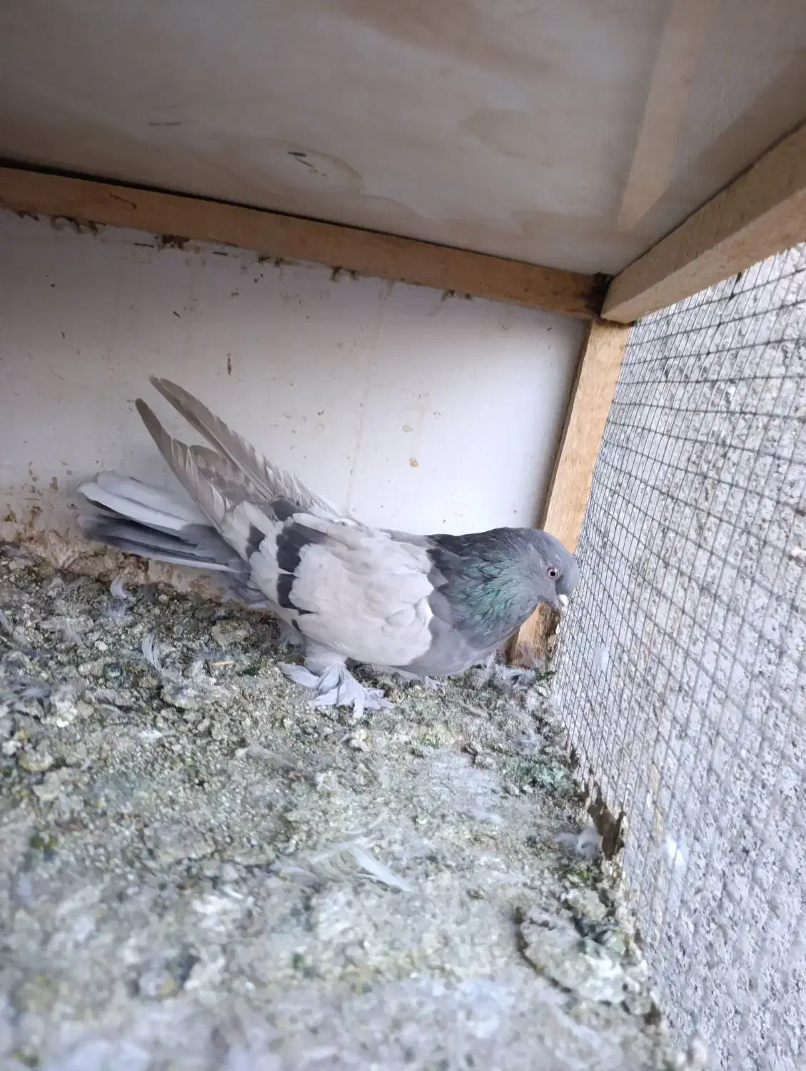 کبوتر پر|پرنده|لاران, |دیوار