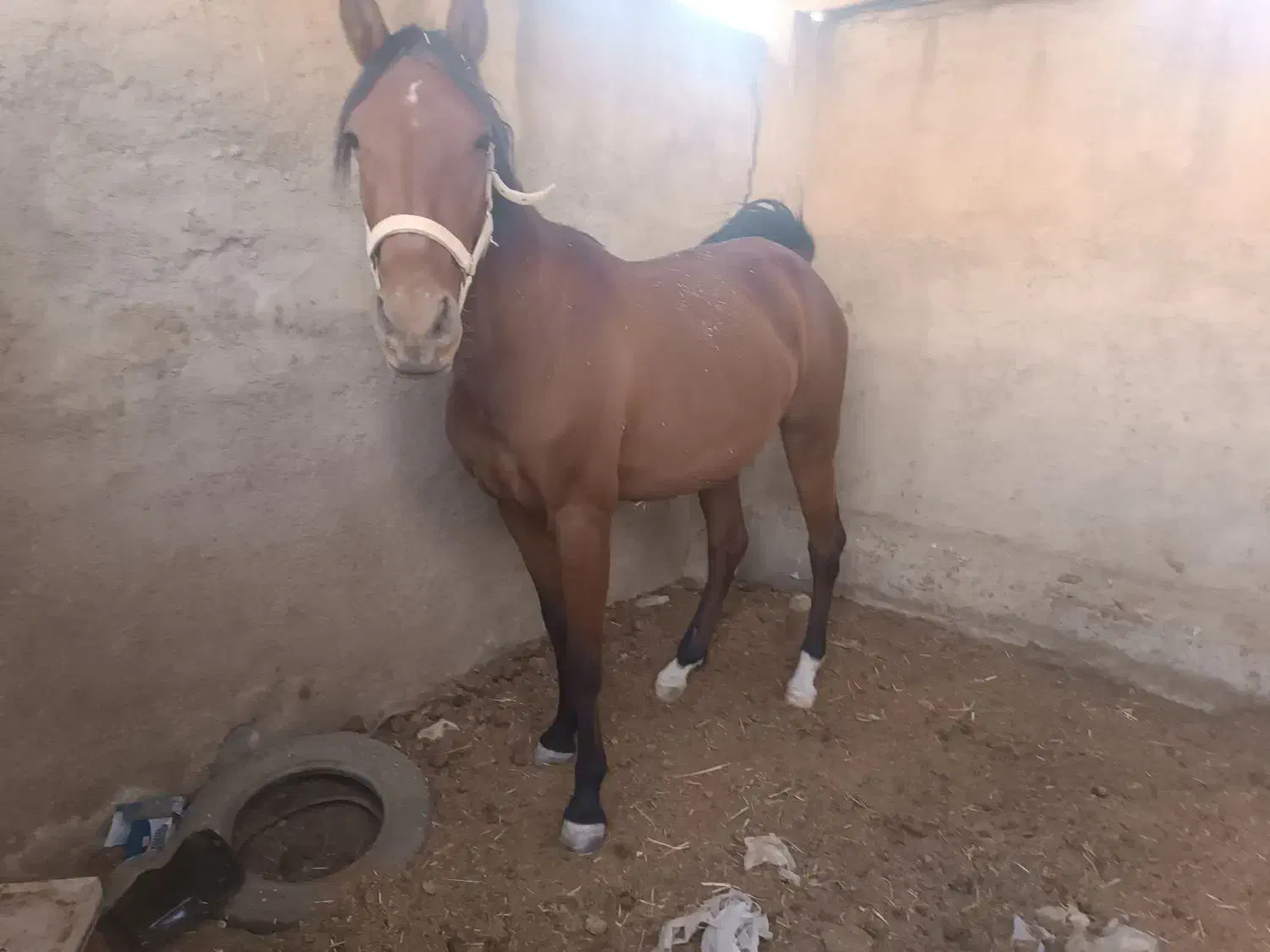 مادیان کهر دوپا سفید|اسب و تجهیزات اسبسواری|زرقان, |دیوار