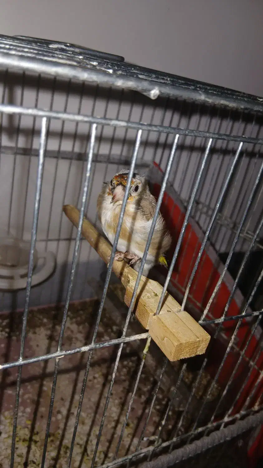 سهره|پرنده|سقز, |دیوار