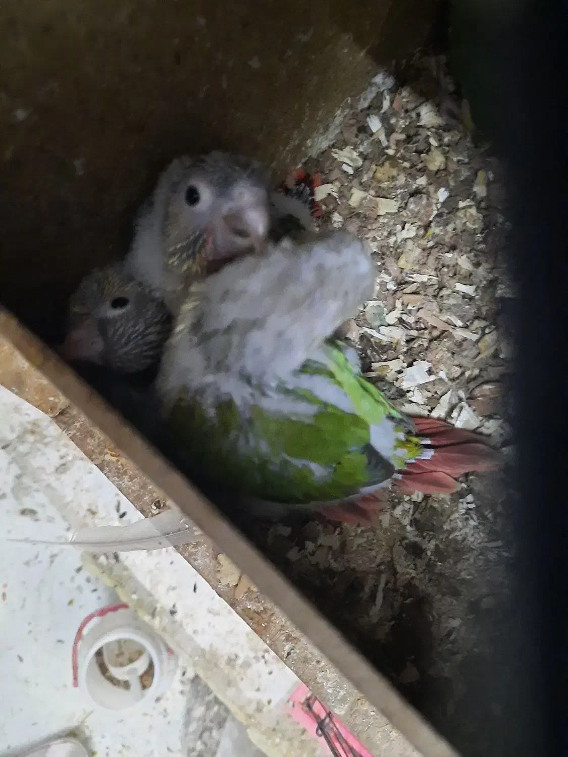 طوطی جوجه گریچیک|پرنده|بیرجند, |دیوار