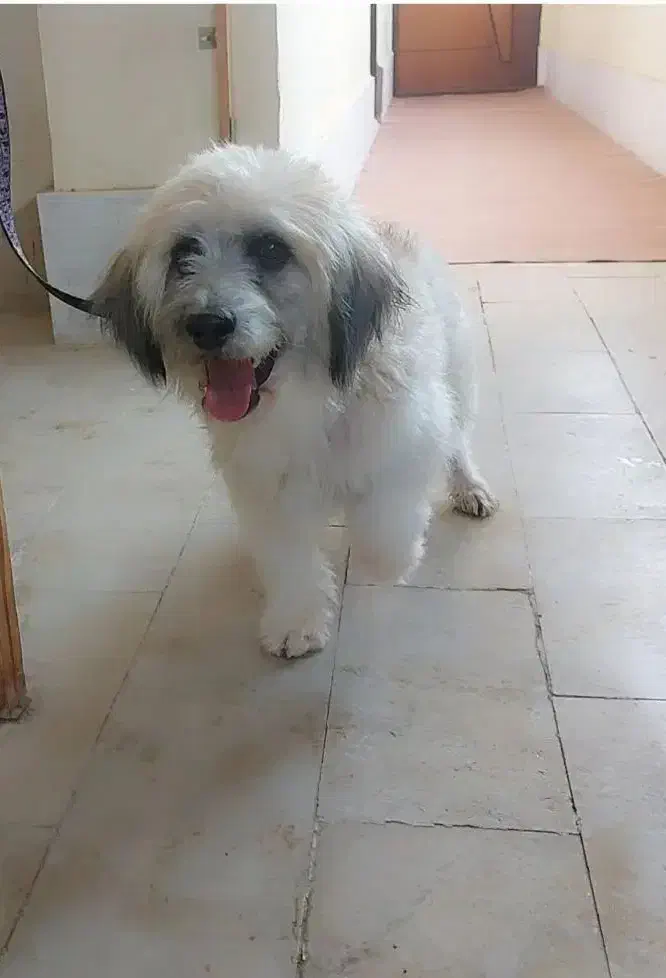 واگزاری سگ شیتزو|سگ|سلماس, |دیوار