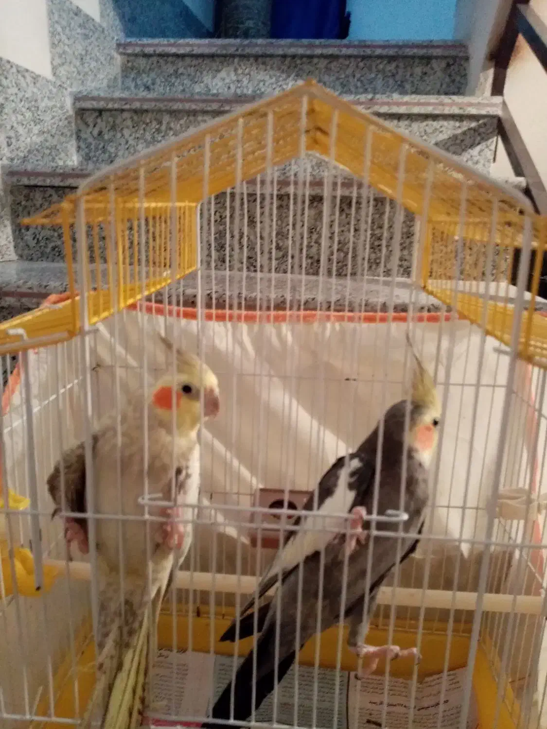 یک جفت عروس نر و ماده|پرنده|رشت, پسیخان|دیوار