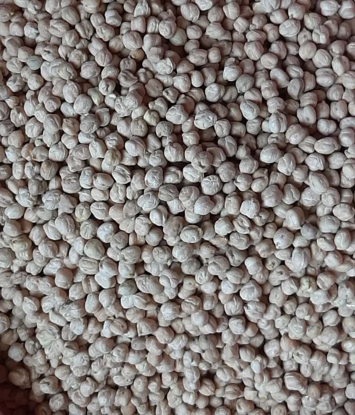 نخود سفید لب لبی درجه یک|خوردنی و آشامیدنی|سقز, |دیوار