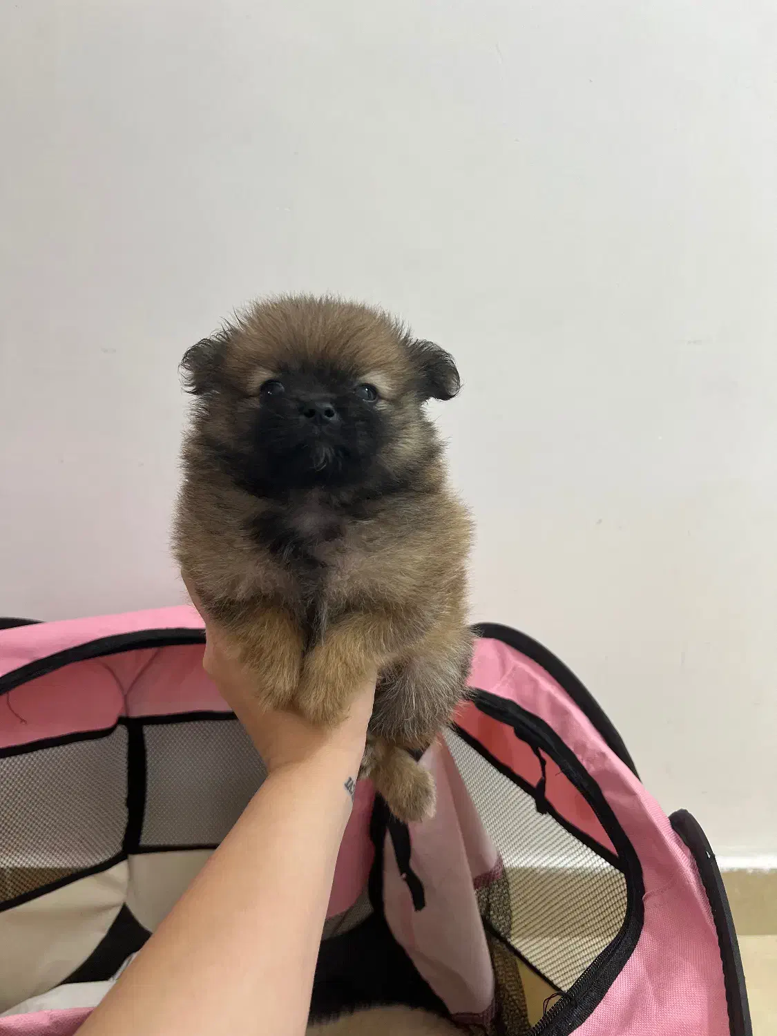 پامر خرسی نر|سگ|رشت, حومه رشت|دیوار