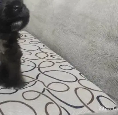 سگ شیتسو مشکی گم شده|حیوانات|آسارا, |دیوار