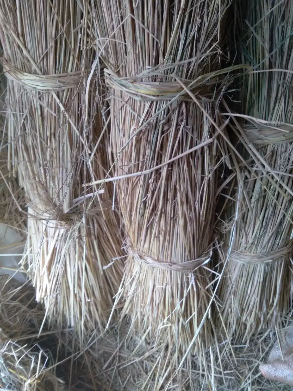 فروش کولوش|لوازم جانبی حیوانات|طاهرگوراب, |دیوار