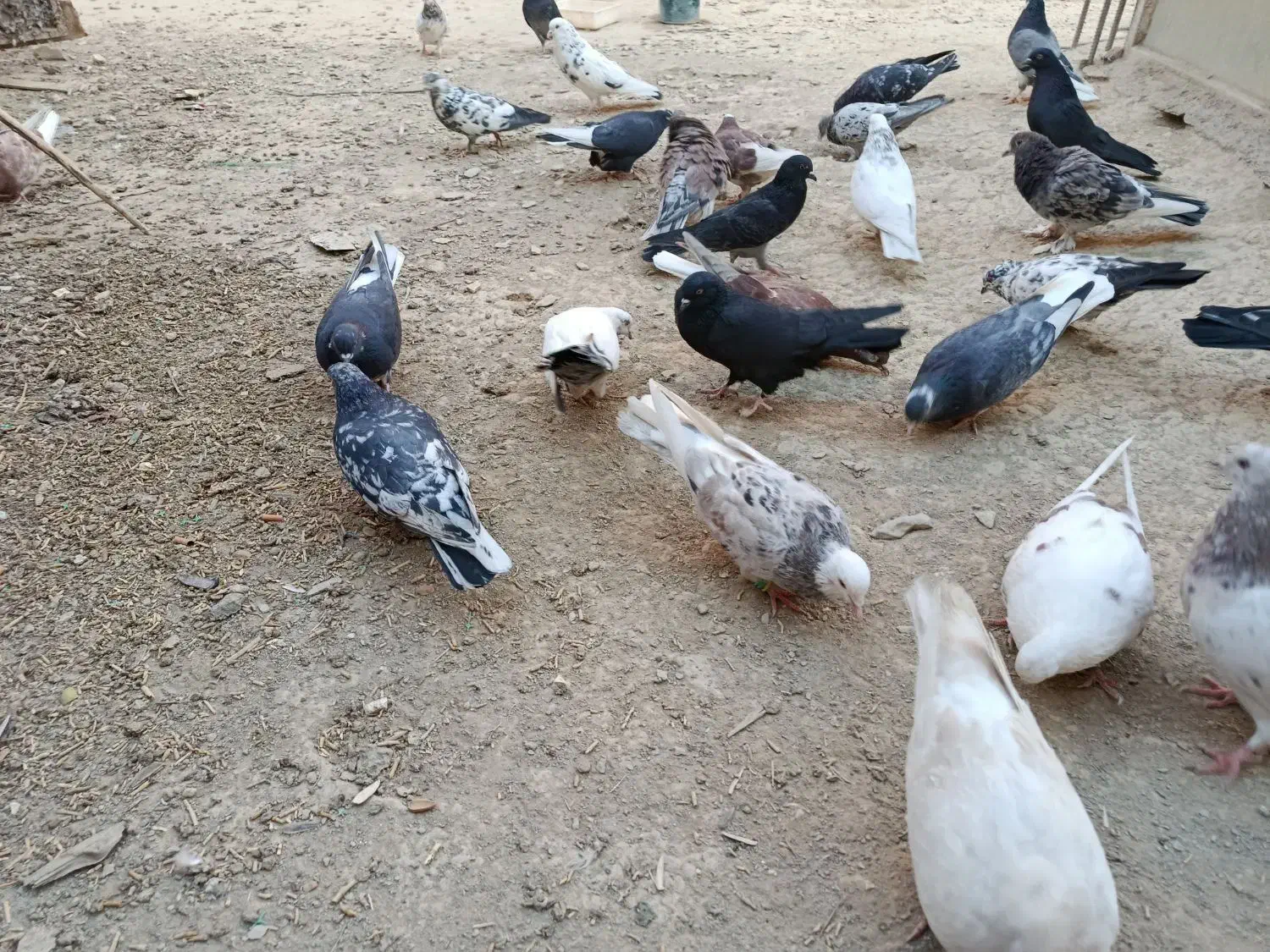 کبوتر پرشی|پرنده|اصفهان, سپاهان‌شهر|دیوار