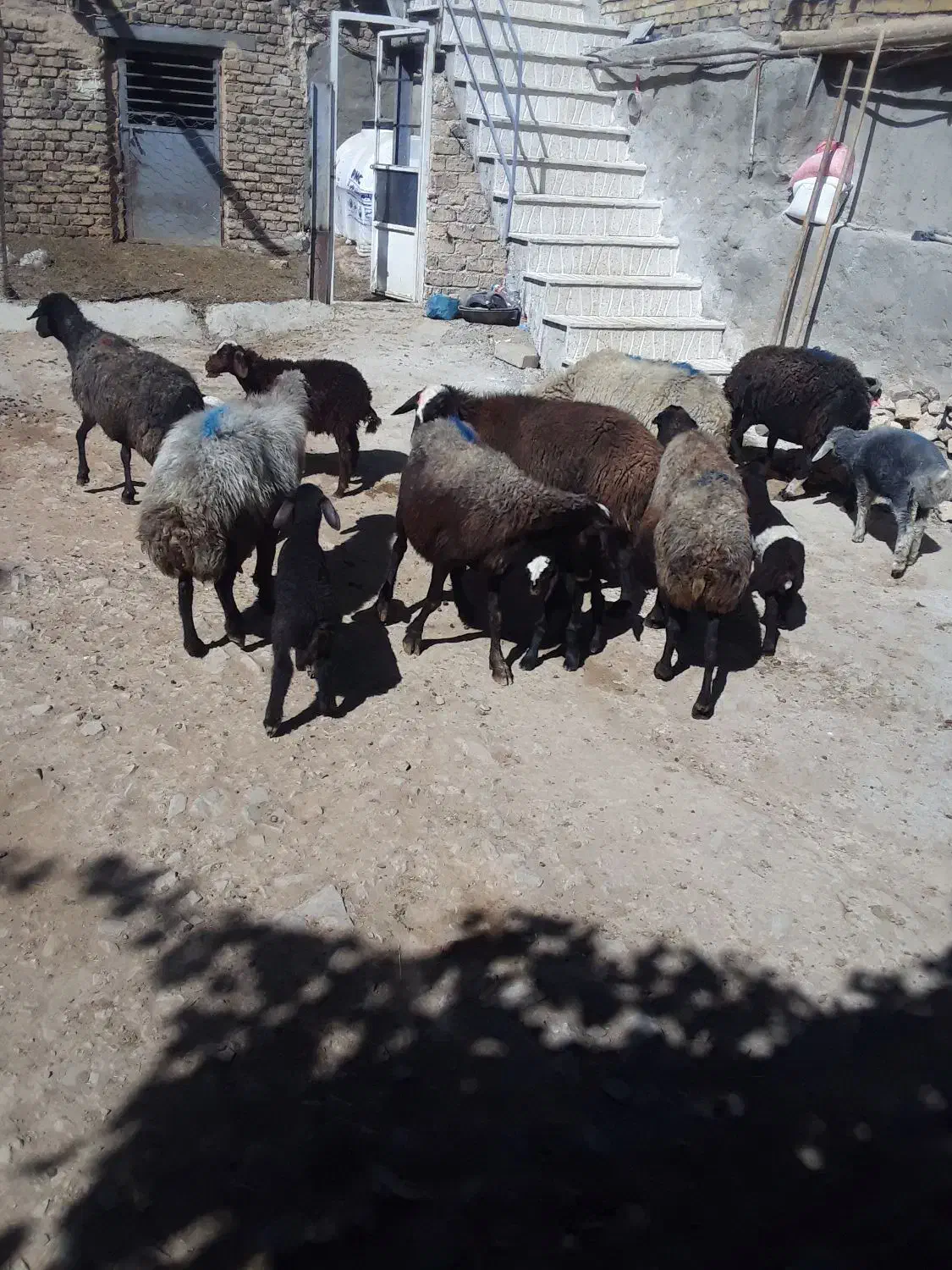 میش وبره|حیوانات مزرعه|قره چای, |دیوار