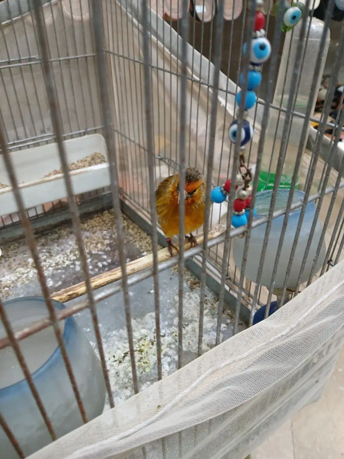 سره قناری|پرنده|ری, سرتخت|دیوار