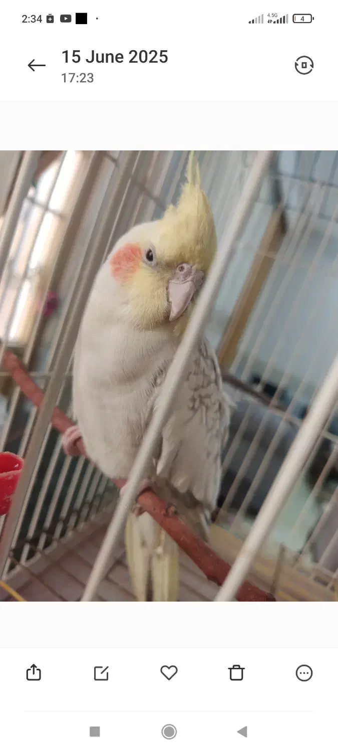 یک جفت هروس هلندی|پرنده|فولادشهر, C2|دیوار