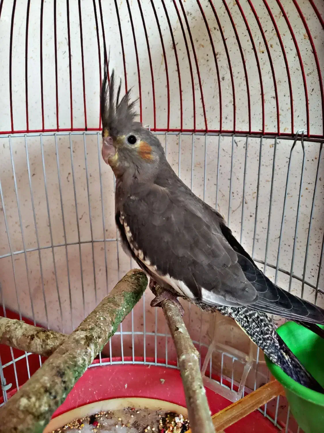 عروس هلندی جوان|پرنده|ارومیه, |دیوار