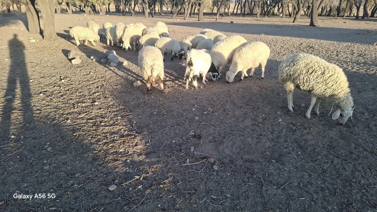 بره فروشی|حیوانات مزرعه|سیرجان, |دیوار