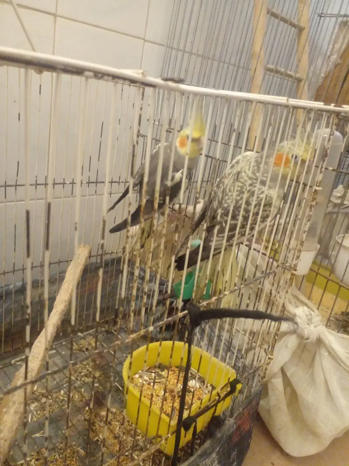 عروس هلندی|پرنده|نوشهر, |دیوار