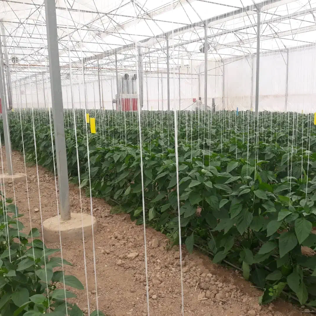 فروش گلخانه ۴۴۰۰ متر مربع|فروش دفتر صنعتی، کشاورزی، تجاری|عسگران, |دیوار