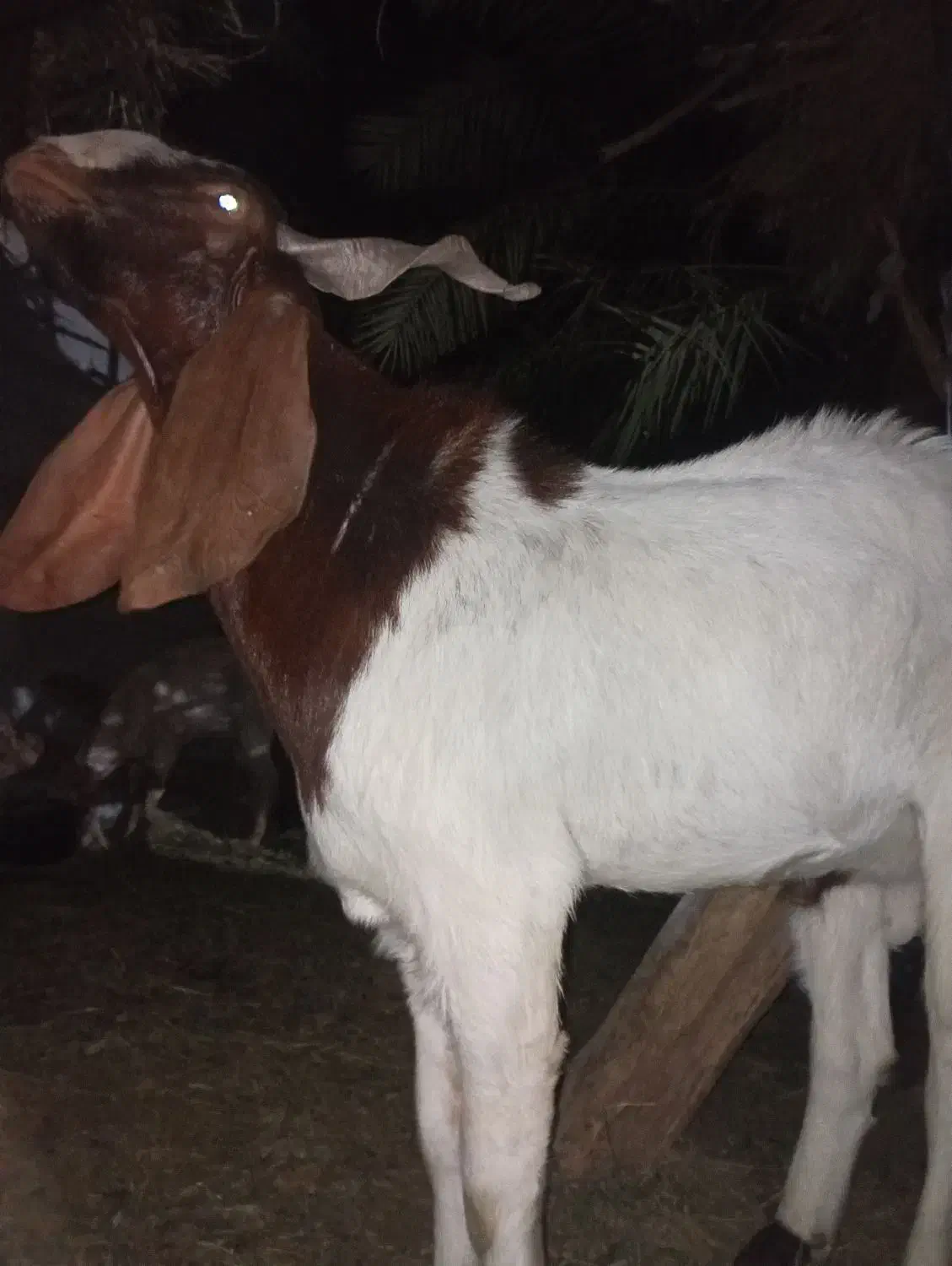 نری پاکستانی|حیوانات مزرعه|بم, |دیوار