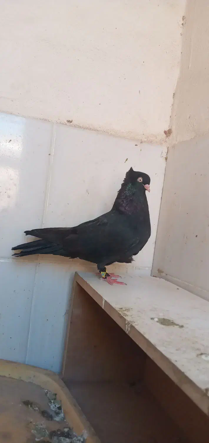 ماده ابادانی|پرنده|کارون, |دیوار