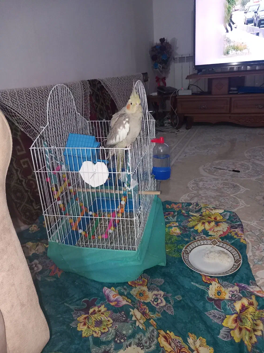 عروس هلندی|پرنده|لاهیجان, آهندان|دیوار