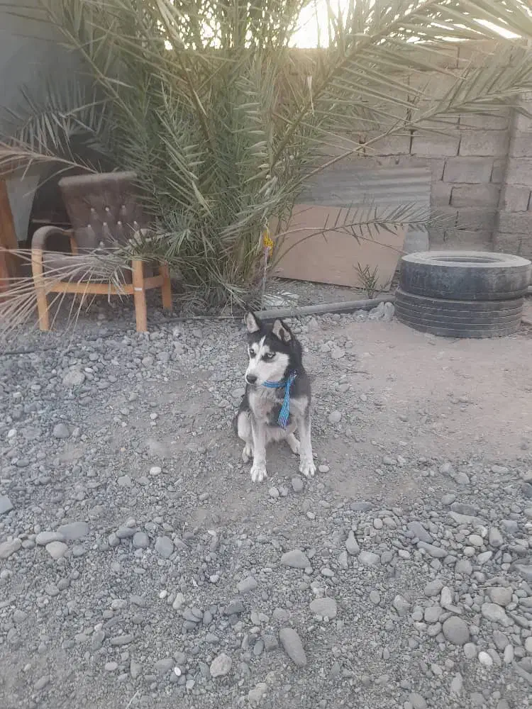 سلام هاسکی ماده شش ماه ۵ملیون|سگ|جیرفت, |دیوار