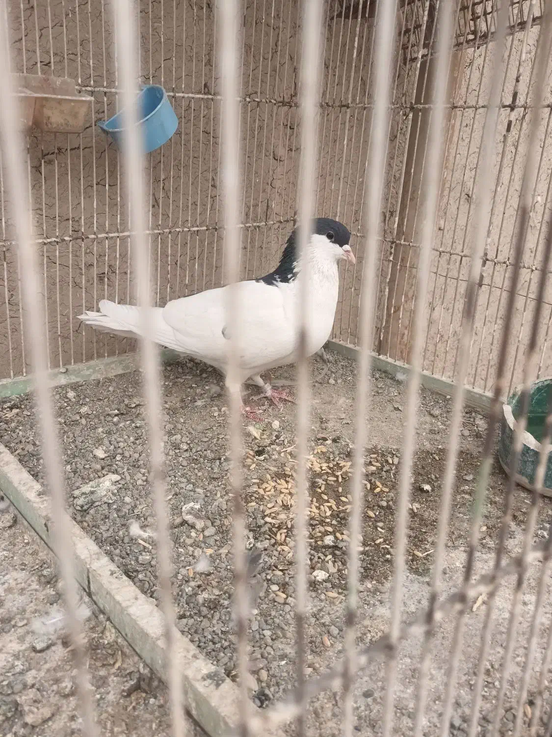 دمگیر نر|پرنده|اصفهان, فردوان|دیوار