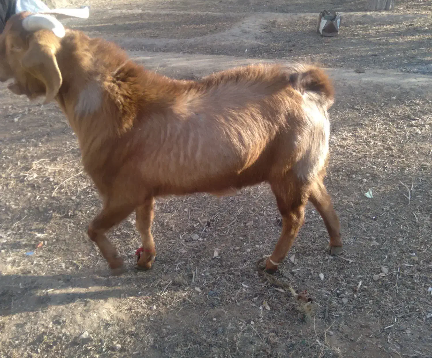 کره نر|حیوانات مزرعه|مهریز, |دیوار