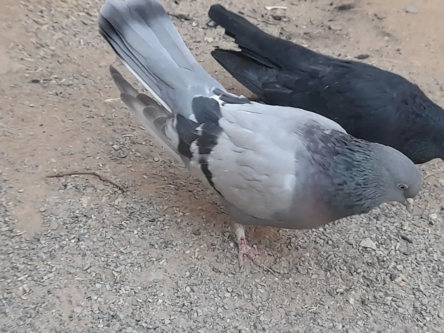 کبوتر معاوضه|پرنده|بروجن, |دیوار