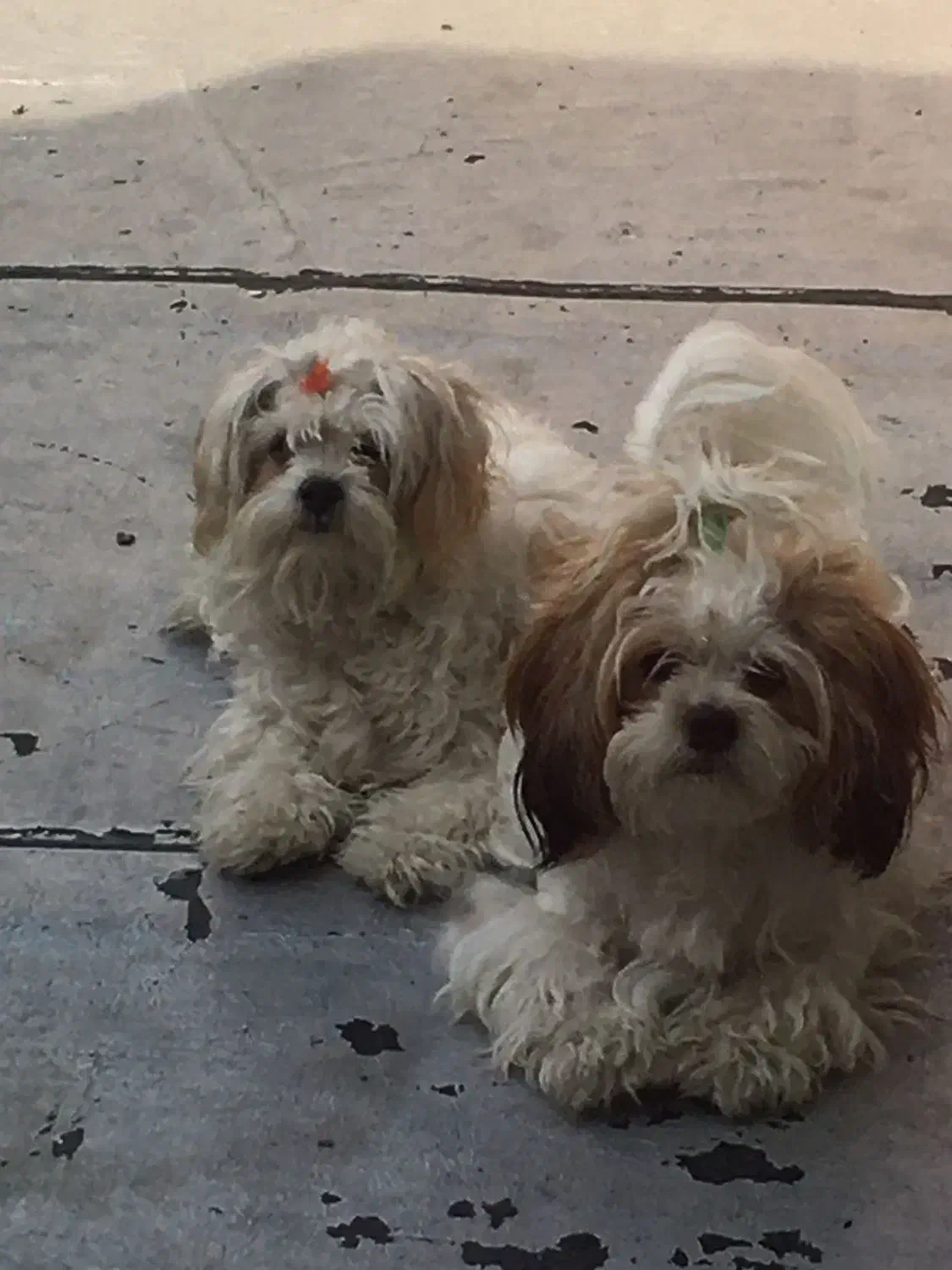 جفت شیتزو واگذاری|سگ|باسمنج, |دیوار