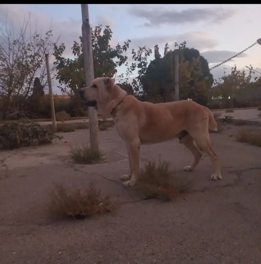 سگ الابای سفید|سگ|اصفهان, فرودگاه|دیوار