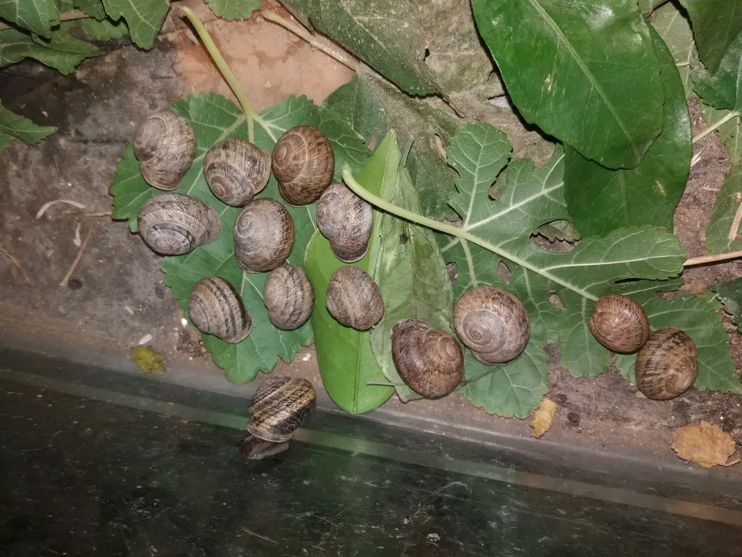 حلزون|خزنده|نجفآباد, شریعتی|دیوار