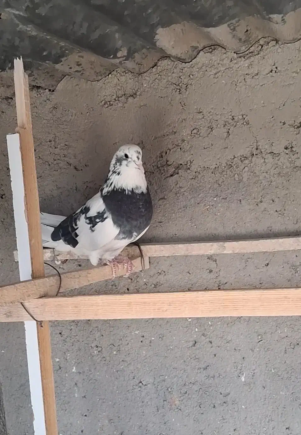 کبوتر کفتر|پرنده|ساوه, |دیوار