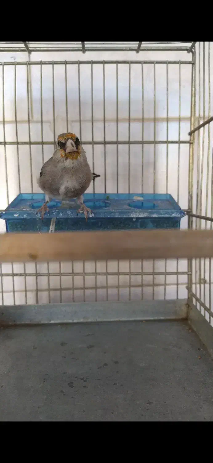 جوجه سهره کرمانی نر درجه یک|پرنده|کرمانشاه, |دیوار