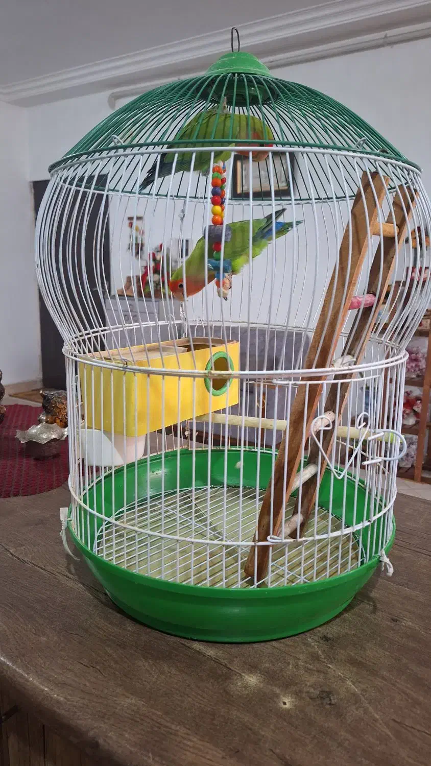 طوطی برزیلی|پرنده|رشت, گیل|دیوار