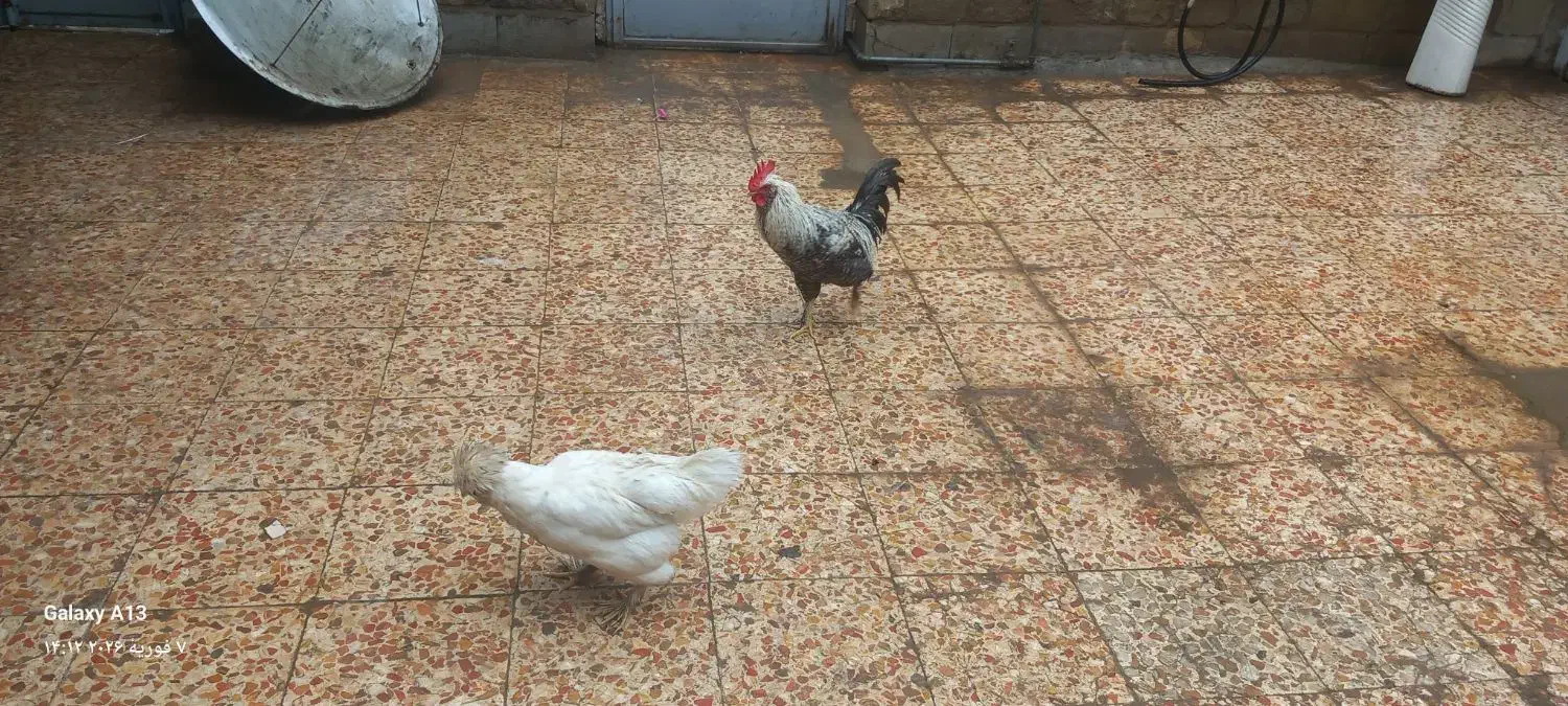 مرغ سلطان|حیوانات مزرعه|مسجد سلیمان, |دیوار