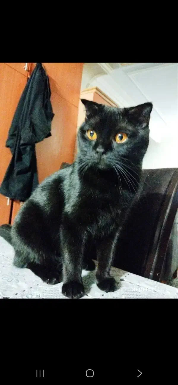 گربه|گربه|گرگان, |دیوار