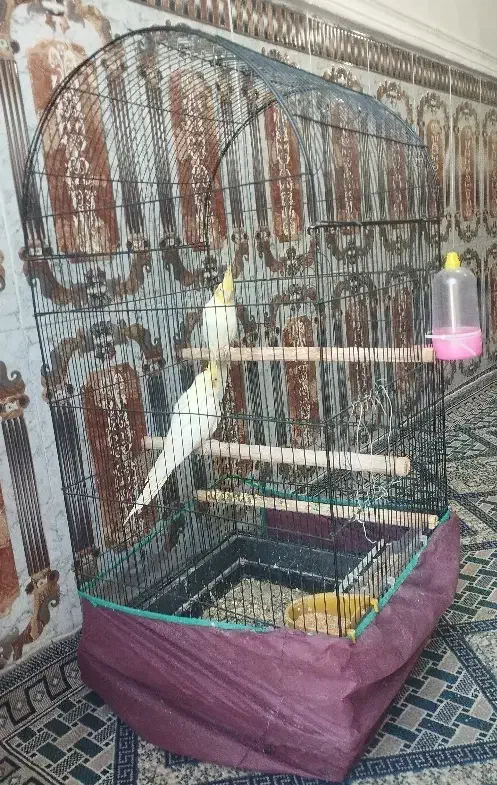 عروس هلندی یک جفت|پرنده|ریگان, |دیوار