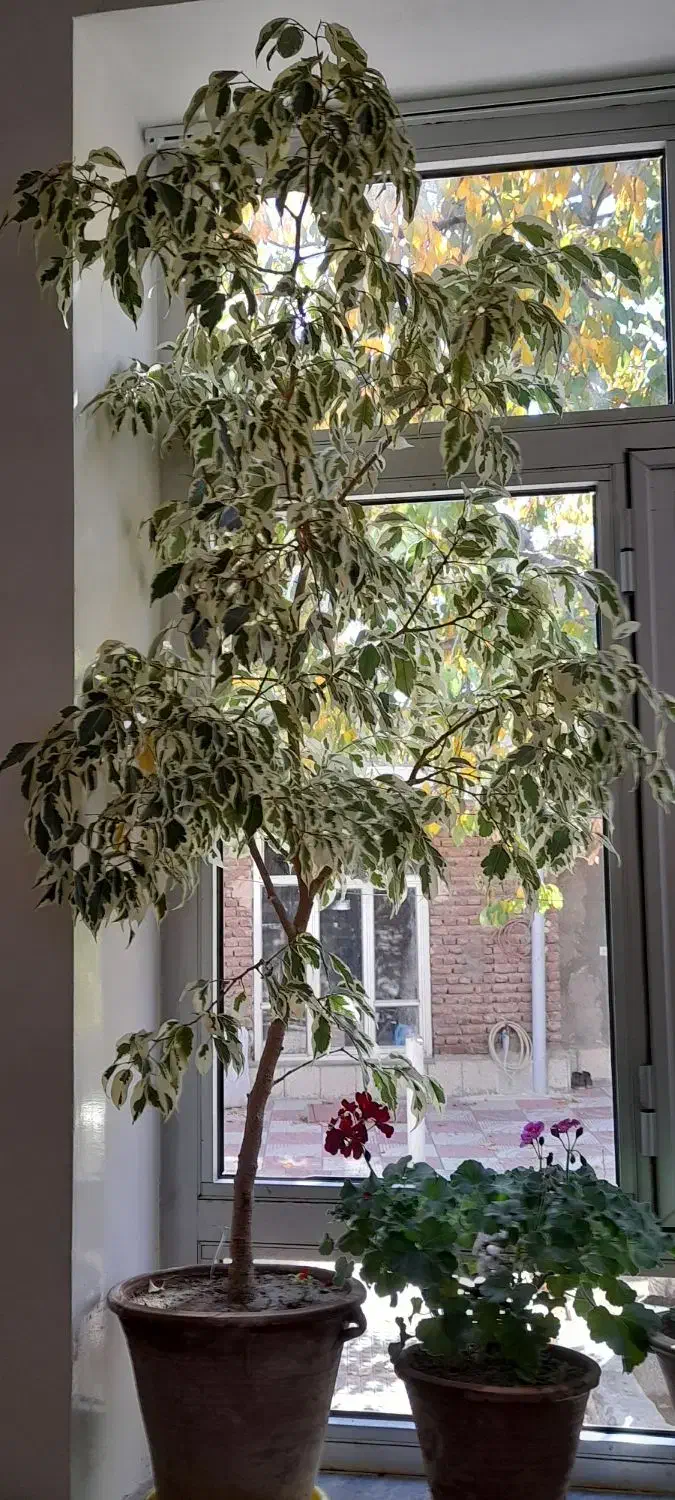 گل بنزامین|گل و گیاه طبیعی|اسکو, |دیوار