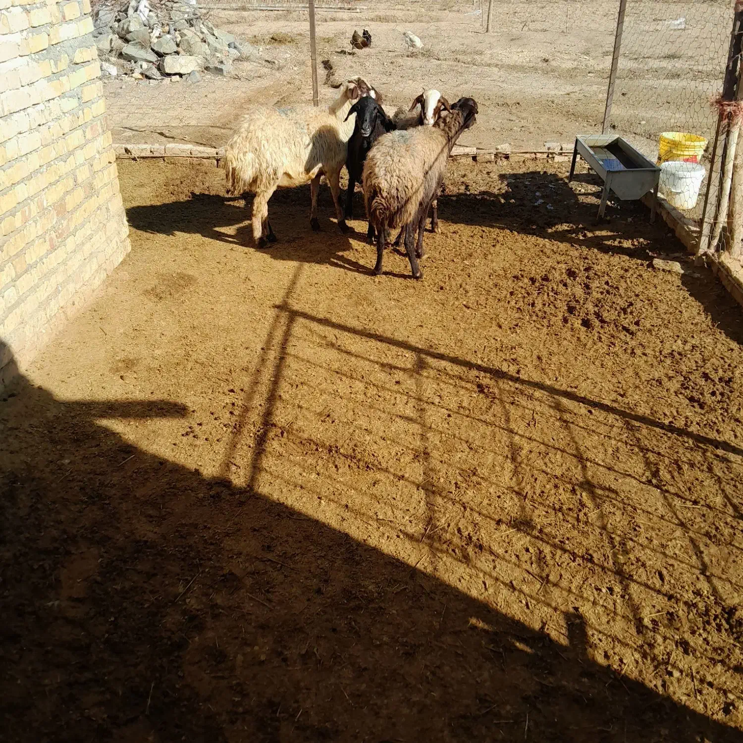 میش جوان|حیوانات مزرعه|بزینه رود, |دیوار