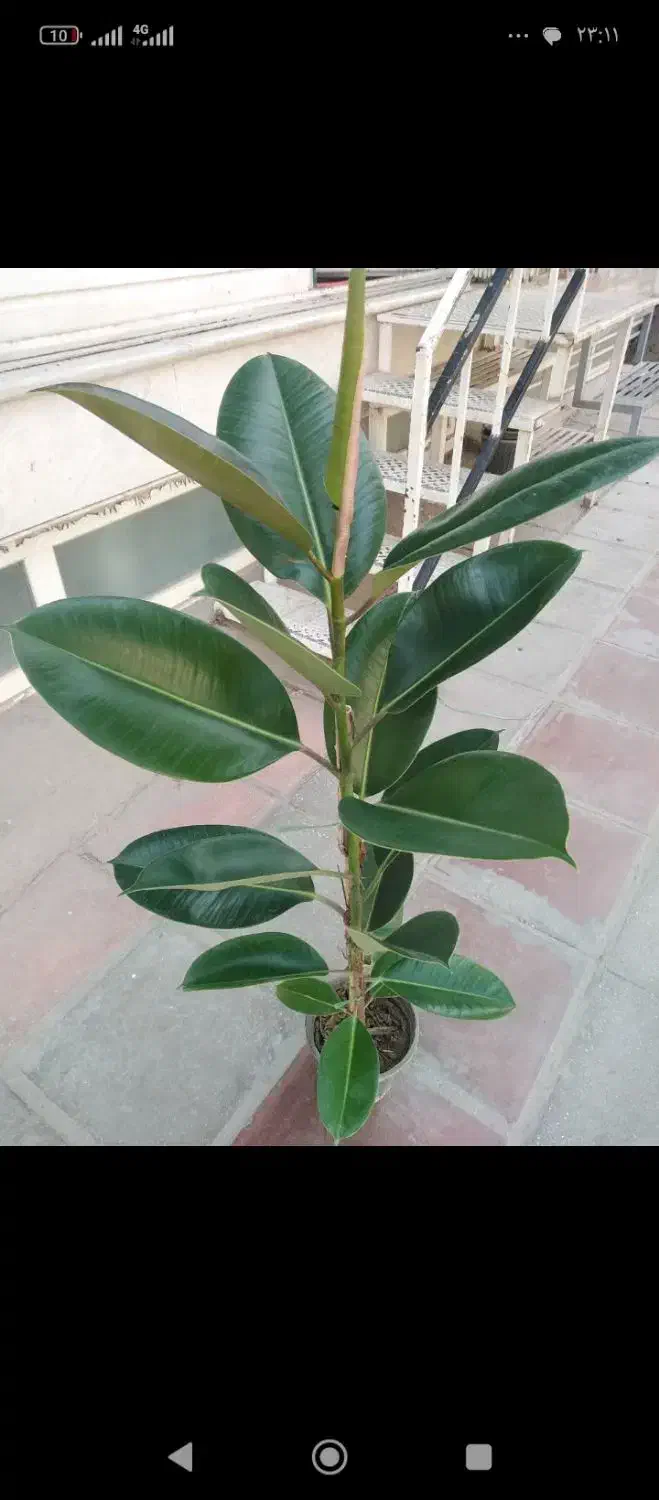 گل فیکوس شاداب|گل و گیاه طبیعی|قم, قلعه عموحسین|دیوار