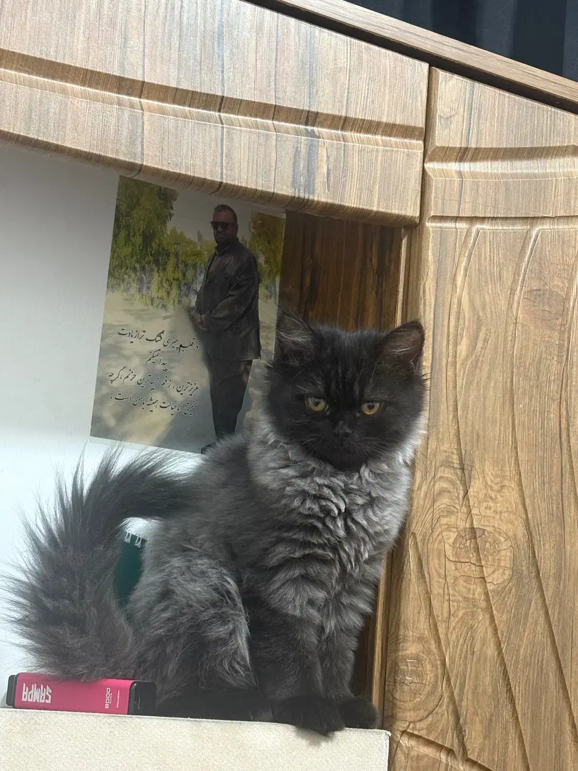 گربه|گربه|شیراز, هفت تنان|دیوار