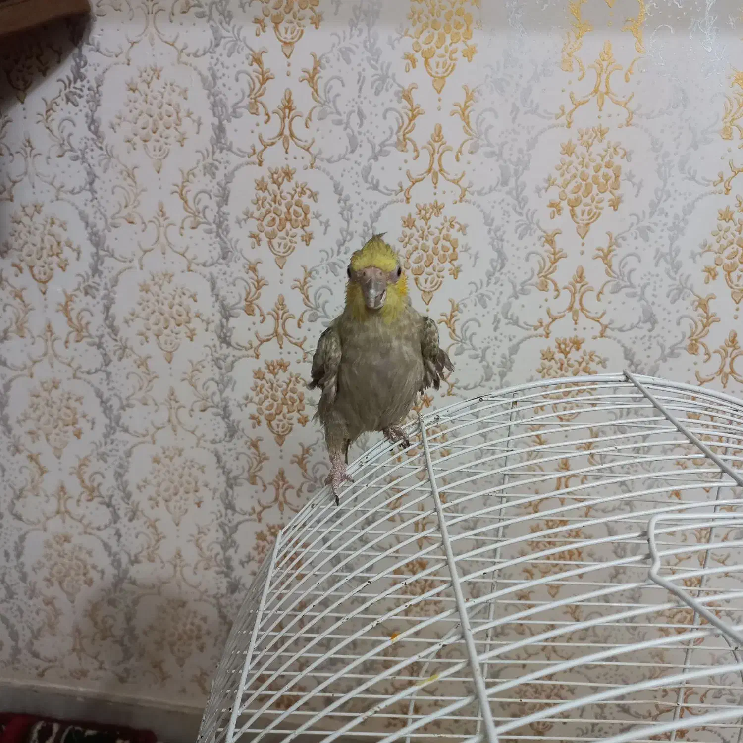 عروس هلندی|پرنده|لاهیجان, بوجایه|دیوار