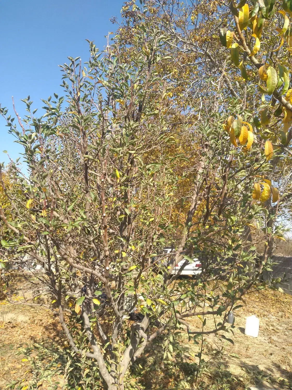 حرس درختان میوه خیلی حرفه ای با کادر با سابقه|خدمات باغبانی و درختکاری|ارومیه, |دیوار