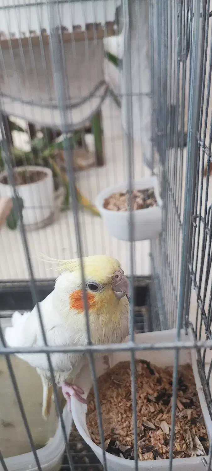 طوطی عروس هلندی|پرنده|بجنورد, |دیوار